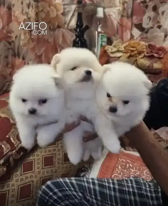 Portée de Chiots Spitz in Casablanca, MOROCCO | Azifo
