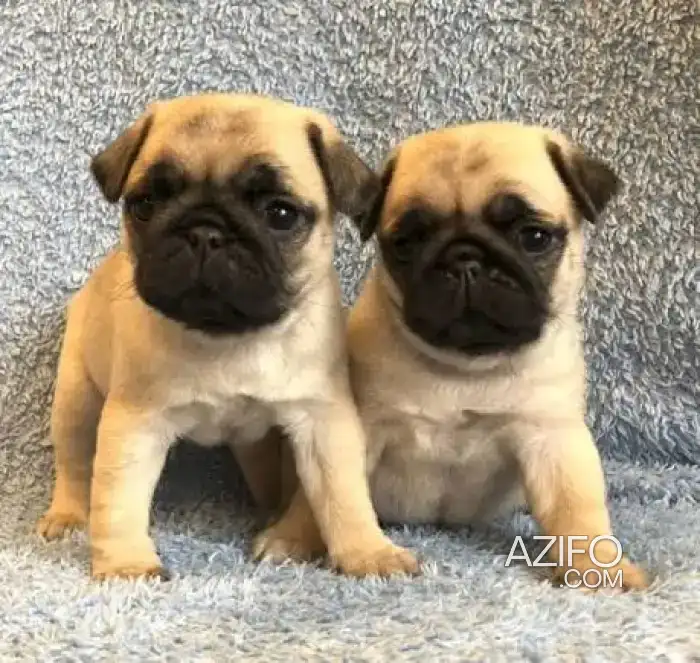 Portée de Chiots Carlin (Pug) in Casablanca, MOROCCO | Azifo