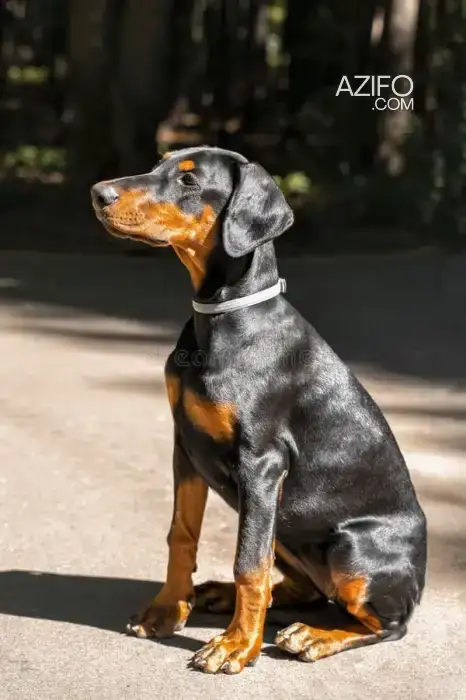 Chiot Femelle Dobermann de 4mois in Casablanca, MOROCCO | Azifo