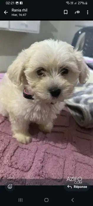Chien Femelle Deux Mois Et Demi Yeux Bleu in Rabat, MOROCCO | Azifo