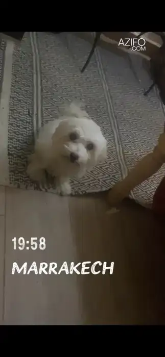 Chiot Femelle Bichon Havanais de 3 mois in مراكش, MOROCCO | Azifo