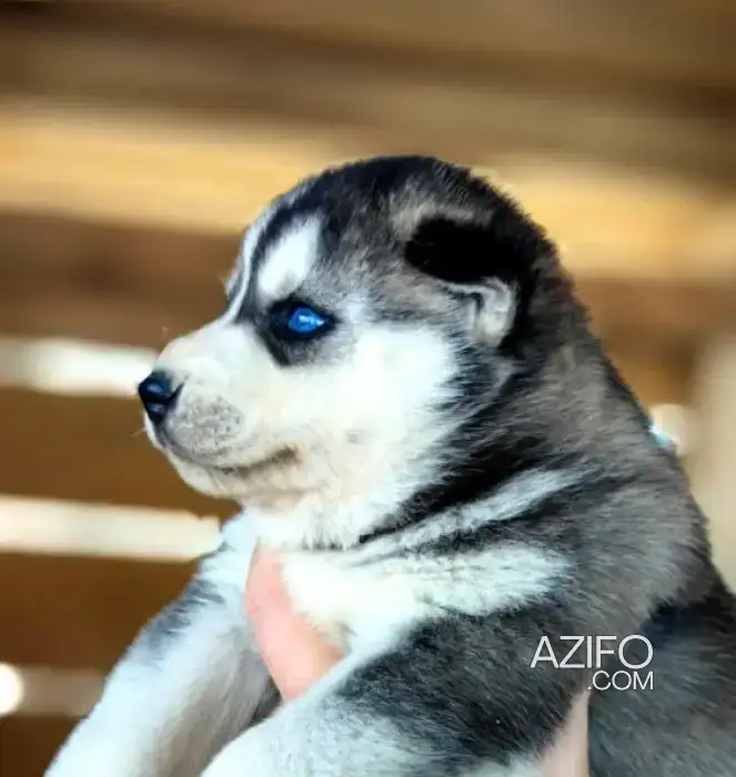 Portée de Chiots Husky Sibérien de 2 ans in مراكش, MOROCCO | Azifo