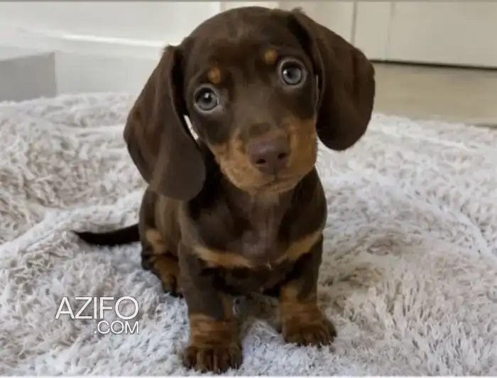 Chiot Mâle Teckel de 2 mois in الدار البيضاء, MOROCCO | Azifo