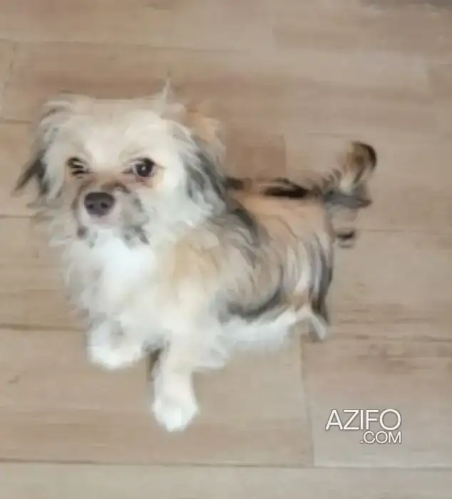 Adoption : Chiot Femelle Donne Contre Bons Soins de 6 mois in الدار البيضاء, MOROCCO | Azifo