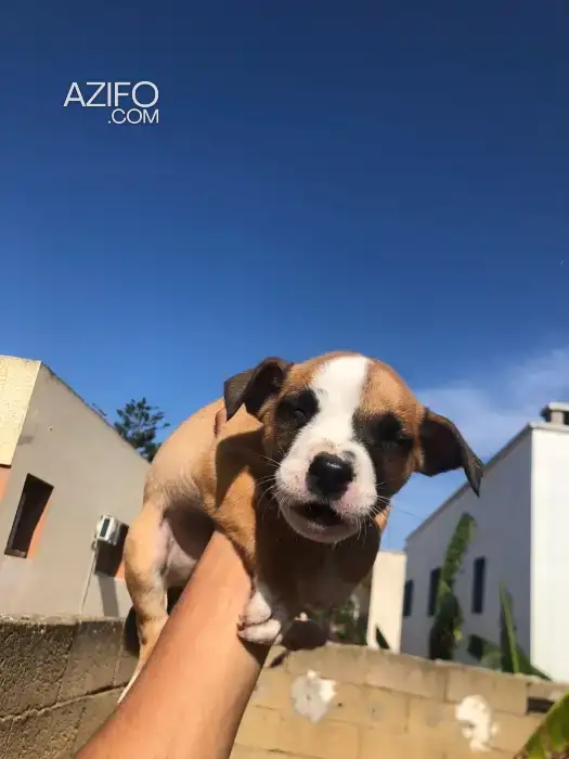Chiot American Staffordshire Terrier in بوسكورة, MOROCCO | Azifo