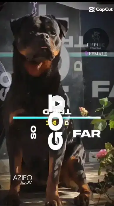 Portée de Chiots Rottweiler de 6 mois in Casablanca, MOROCCO | Azifo