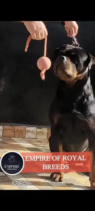 Product Detail 3