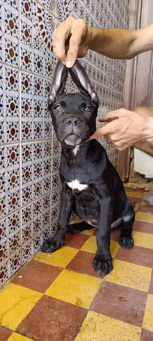 Chiot Femelle Cane Corso de 4 mois in مراكش, MOROCCO | Azifo