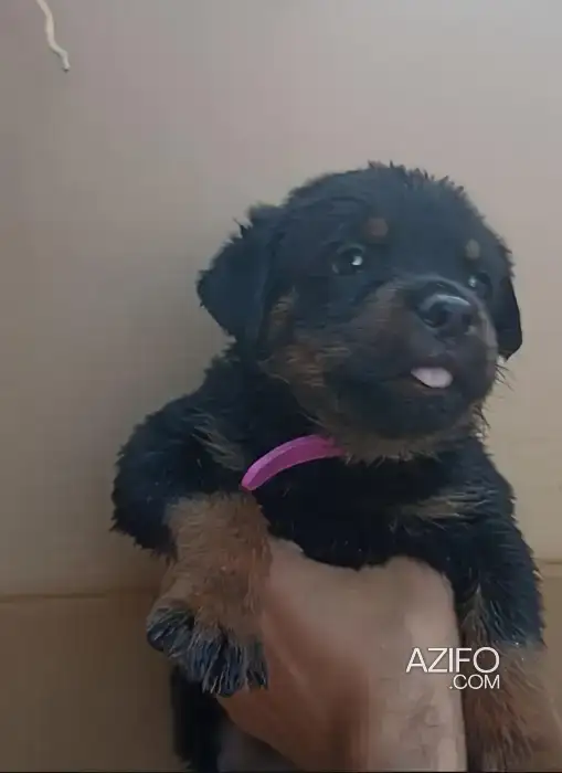 Chiot Rottweiler de 45 jour in Marrakech, MOROCCO | Azifo