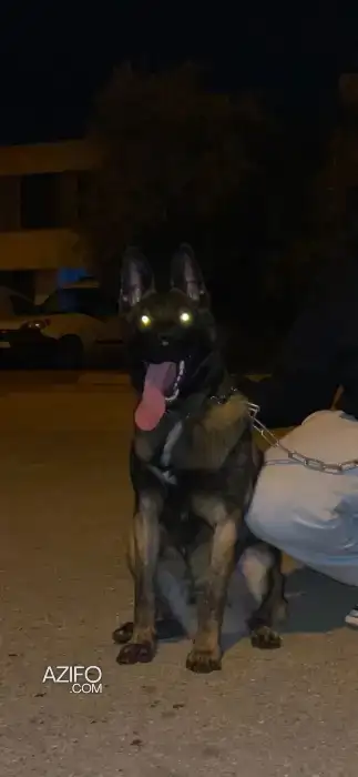 Chien Berger Malinois in Rabat, MOROCCO | Azifo