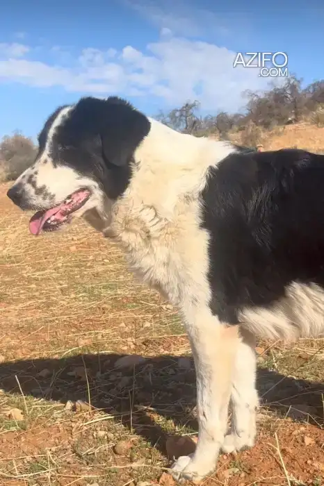Portée de Chiots Aïdi (Berger de l'Atlas) de 2 ans in Béni Mellal, MOROCCO | Azifo