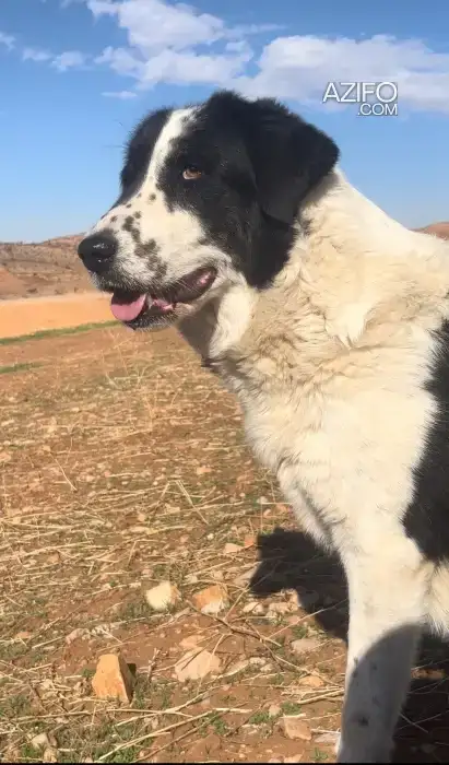 Chien Femelle Aïdi (Berger de l'Atlas) de 2 ans in Casablanca, MOROCCO | Azifo