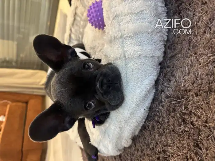 Chien Bulldog Français in Casablanca, MOROCCO | Azifo