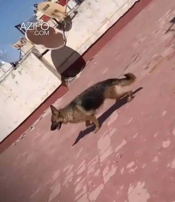 Chien Femelle Berger Allemand in Casablanca, MOROCCO | Azifo