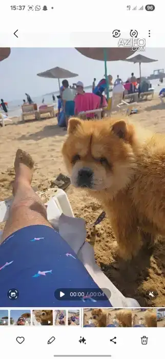 Chien Chow Chow de 1 an in Essaouira, MOROCCO | Azifo