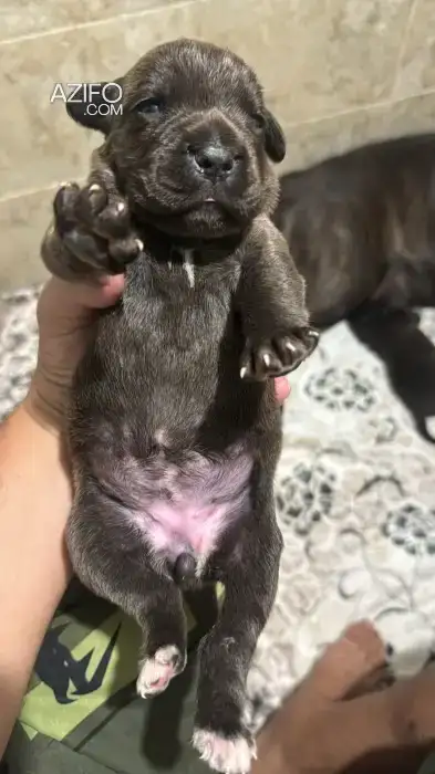 Chiot Femelle Cane Corso de 21 jours in Casablanca, MOROCCO | Azifo