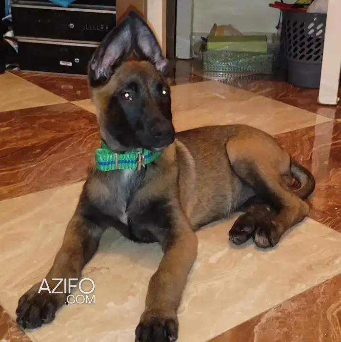 Chiot Berger Malinois de 2 mois et 11 jour in Agadir, MOROCCO | Azifo