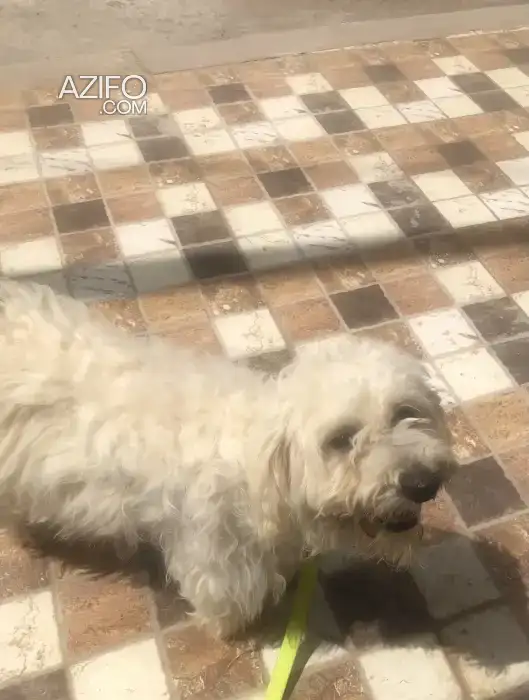 Chien Femelle Bichon in Casablanca, MOROCCO | Azifo