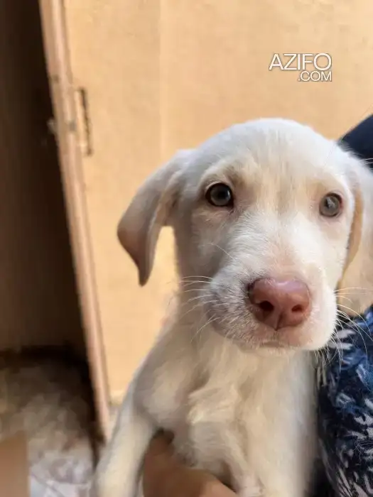 Adoption : Chiot Labrador Retriever de 2 mois in Rabat, MOROCCO | Azifo
