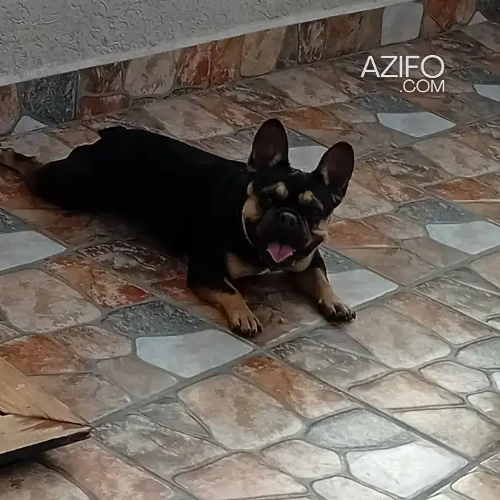 Chiot Femelle Bulldog Français Black and Tan de 10 mois in Salé, MOROCCO | Azifo