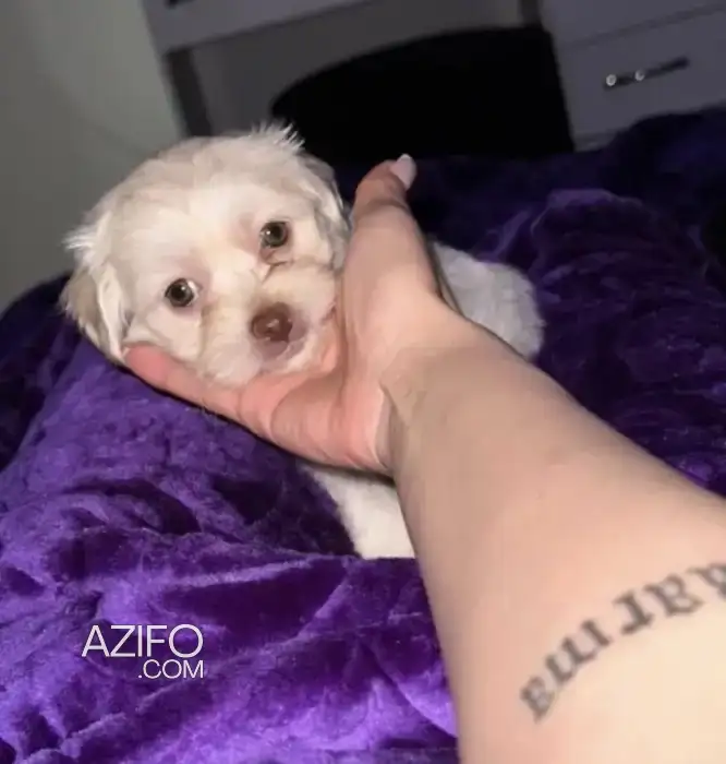 Chiot Bichon Maltais Toy / Miniature de 2 mois in Casablanca, MOROCCO | Azifo