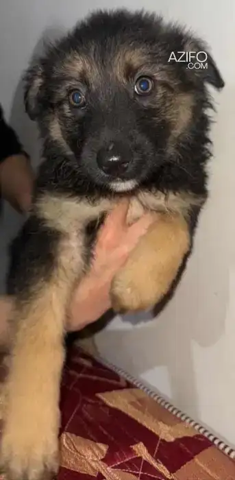 Chiot Berger Allemand de 2 mois in Témara, MOROCCO | Azifo