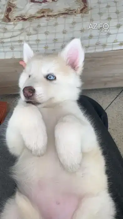 Chiot Femelle Berger Blanc Suisse de 5 mois in Rabat, MOROCCO | Azifo