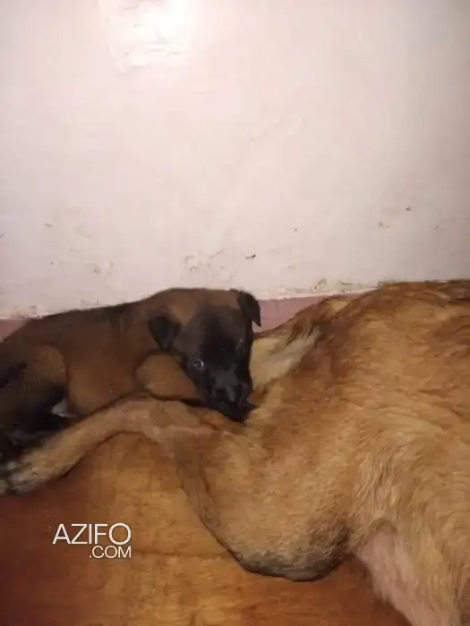 Chiot Berger Malinois de 1 mois in الرباط, MOROCCO | Azifo