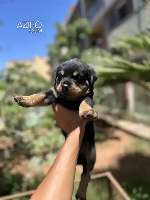 Chiot Femelle Rottweiler de 40jours in الرباط, MOROCCO | Azifo