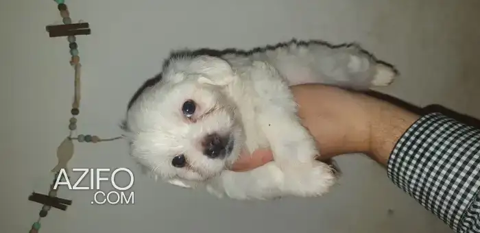 Chien Bichon Maltais Blanc in الدار البيضاء, MOROCCO | Azifo