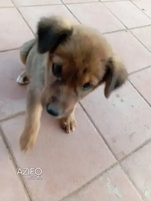 Adoption : Femelle Adoption De Foxy in الدار البيضاء, MOROCCO | Azifo