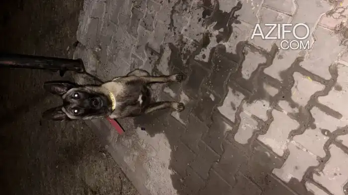 Chiot Berger Malinois de 10 mois in الدار البيضاء, MOROCCO | Azifo