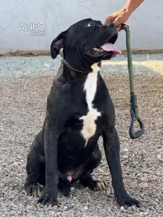 Chiot Cane Corso de 9 mois in الدار البيضاء, MOROCCO | Azifo