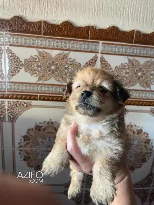 Chiot Bichon Havanais de 50 jour in القنيطرة, MOROCCO | Azifo