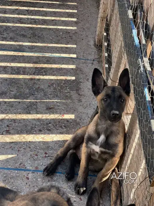 Portée de Chiots Berger Malinois Charbonné de 2 mois in أكادير, MOROCCO | Azifo