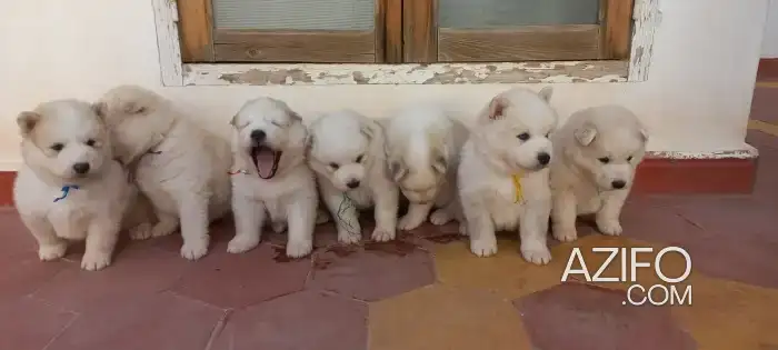 Chiot Samsky (Croisé Husky et Samoyède) in Agadir, MOROCCO | Azifo