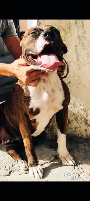 Chiot Femelle Pitbull de 11mois in Tanger-Assilah, MOROCCO | Azifo