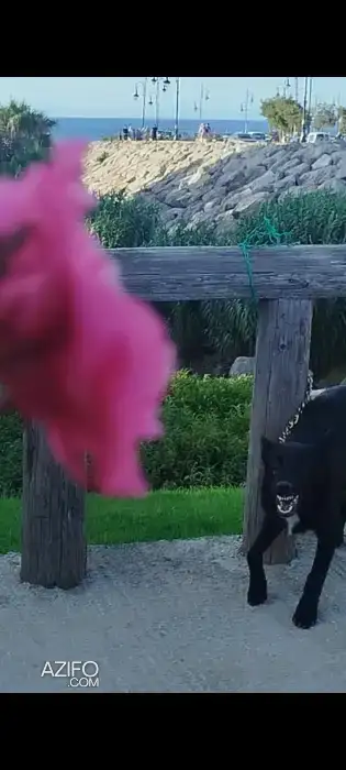 Chiot Berger Malinois Noir de 5mois in Tanger-Assilah, MOROCCO | Azifo