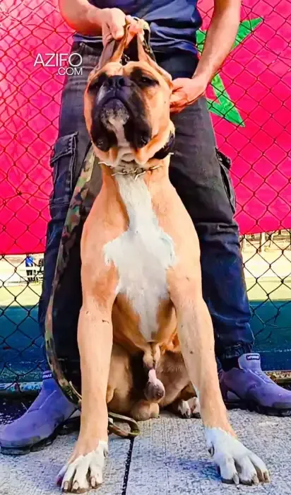 Product Detail 2