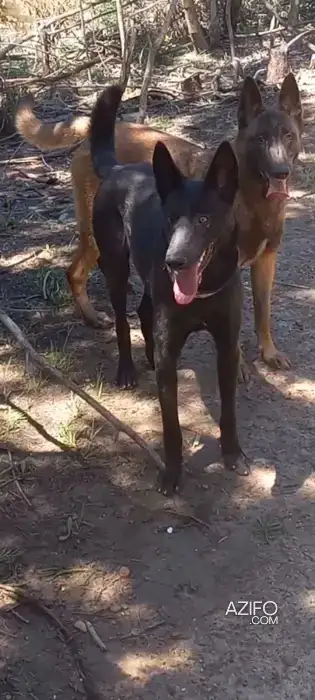 Chiot Mâle Berger Malinois Charbonné de 45 jours in Tanger-Assilah, MOROCCO | Azifo