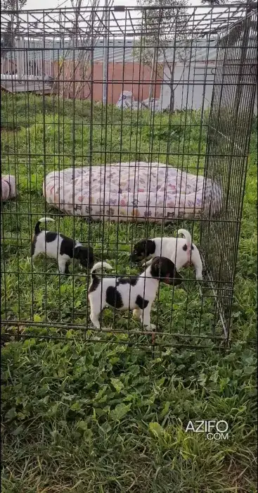 Portée de Chiots Jack Russell Terrier de 45 jours in Casablanca, MOROCCO | Azifo