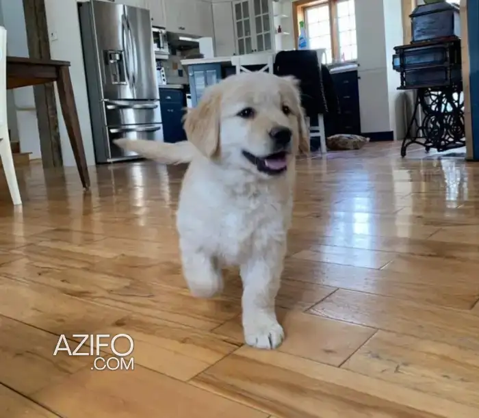 Chiot Mâle Golden Retriever de 65 jours in Casablanca, MOROCCO | Azifo