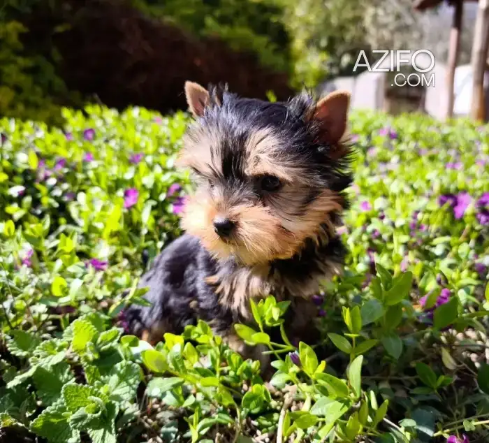 Portée de Chiots Yorkshire Terrier de 45 jours in Casablanca, MOROCCO | Azifo