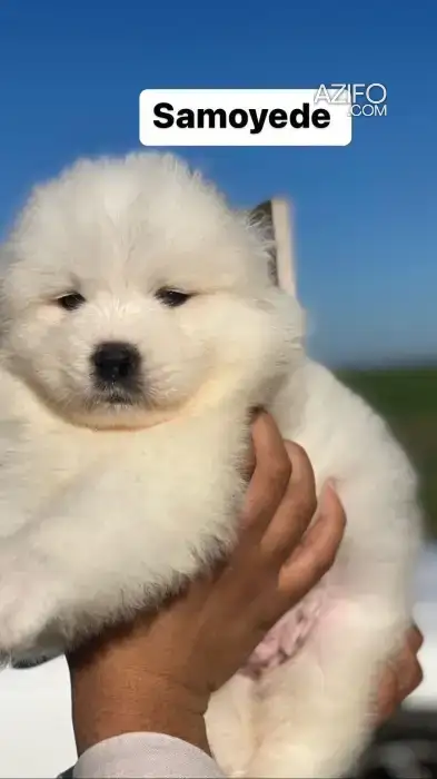 Portée de Chiots Samoyède de 45jrs in Casablanca, MOROCCO | Azifo