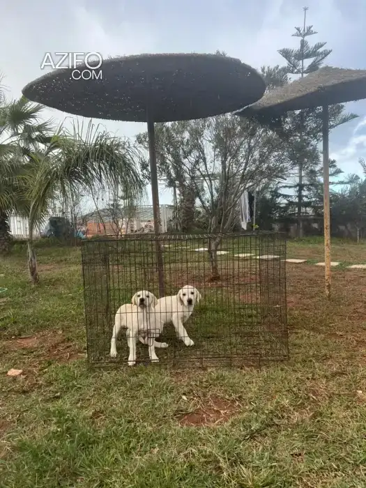 Portée de Chiots Labrador Retriever de 75jrs in Casablanca, MOROCCO | Azifo