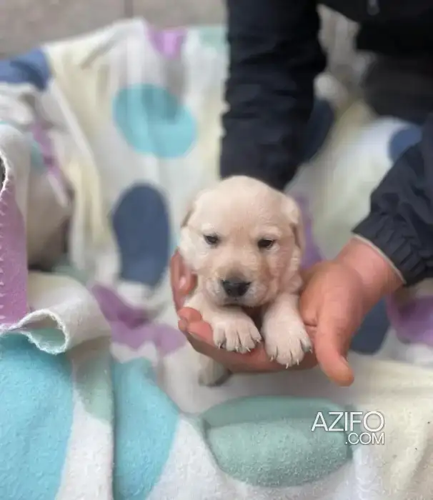 Portée de Chiots Labrador Retriever Sablé de 40jrs in Casablanca, MOROCCO | Azifo