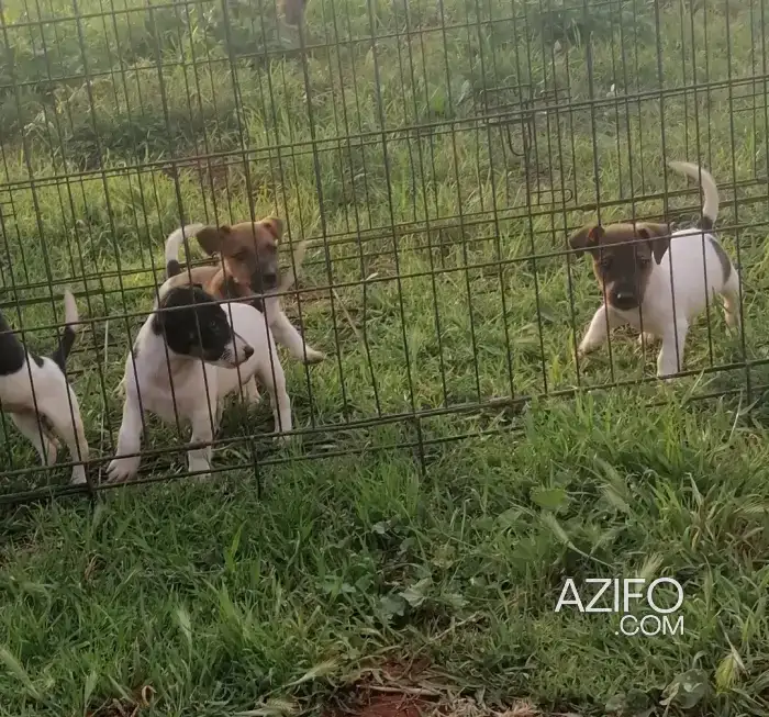 Portée de Chiots Jack Russell Terrier in Casablanca, MOROCCO | Azifo