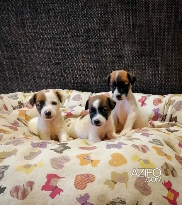 Portée de Chiots Jack Russell Terrier in Casablanca, MOROCCO | Azifo