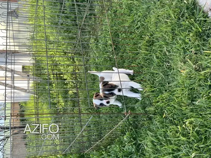 Portée de Chiots Jack Russell Terrier in Casablanca, MOROCCO | Azifo