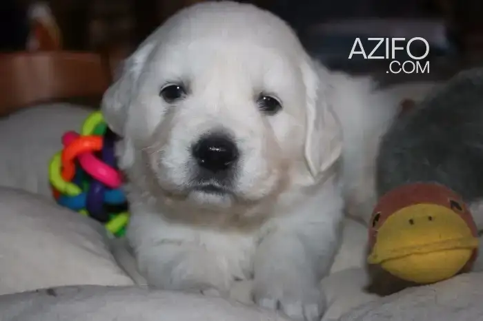 Portée de Chiots Golden Retriever de 50jrs in الدار البيضاء, MOROCCO | Azifo